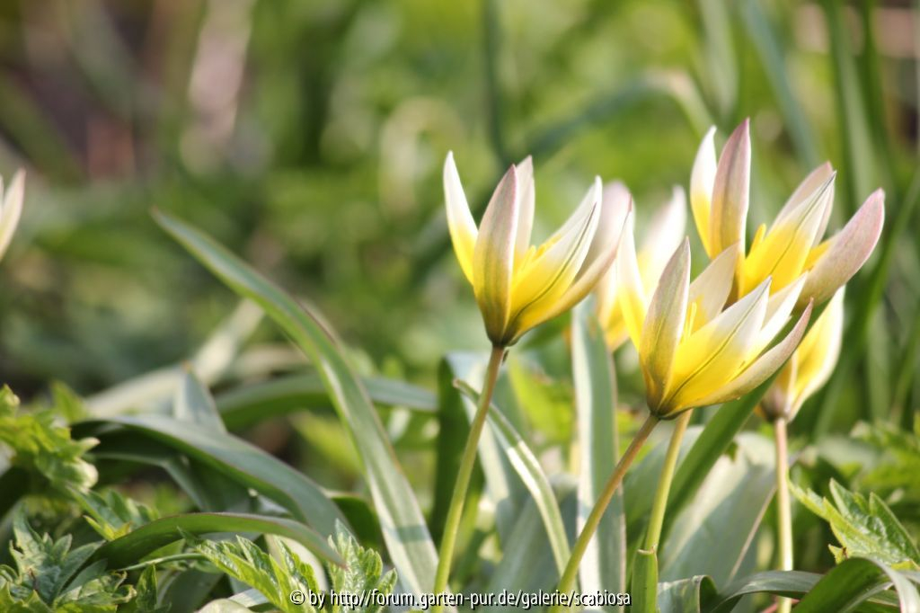 Tulpe, April 2013 Sorte?