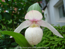 cypripedium macranthos I