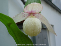 Cypripedium macranthos II