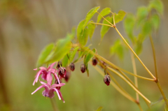 Epimedium