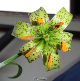 Lilium fargesii blühend
