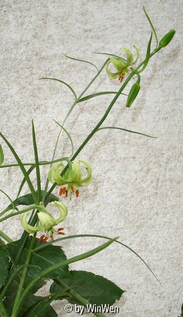 Lilium fargesii blühend