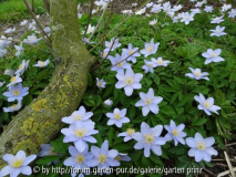 Anemone nemorosa Robinsoniana