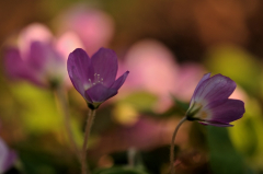 Oxalis acetosella