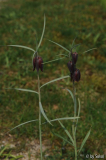 Frit_ nigra 20130421.jpg