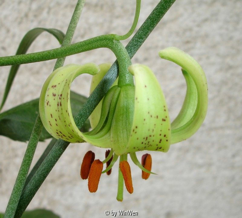 Lilium fargesii blühend