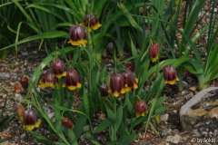 Frit michailowskyi 20130421.jpg