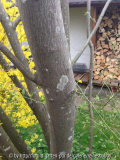 Baumrinde mit Flecken