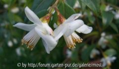 2 Longicarpa april13.jpg
