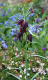 Fritillaria montana