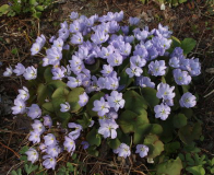 Jeffersonia dubia