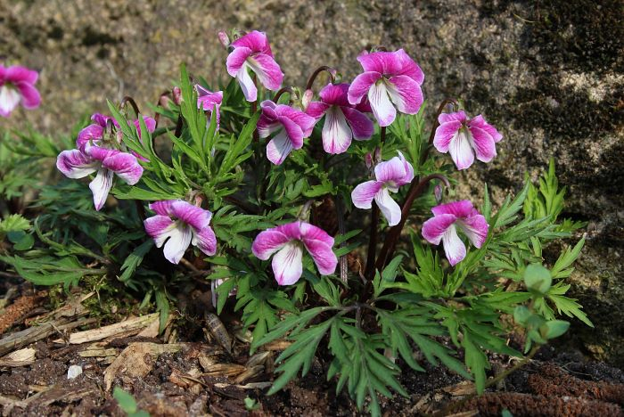 Viola chaerophylloides  rosea