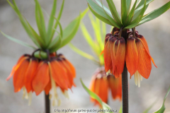 Fritillaria imperalis