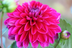 Dahlie, neonpink