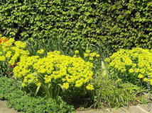 Euphorbia.jpg