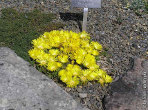 Dolosperma congestum Gold nuggets.jpg