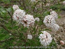 Viburnum carlcephalum April 2013