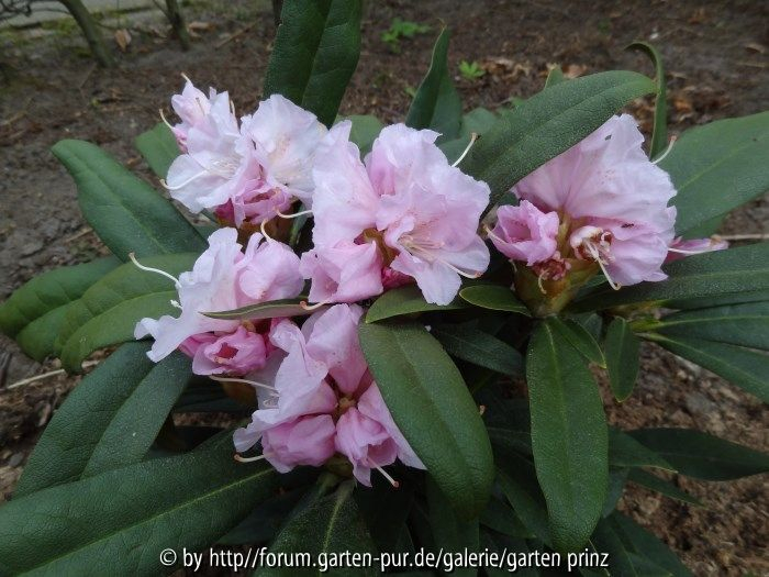 Rhododendron makinoi April 2013