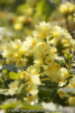 Primula-Traum4581.jpg