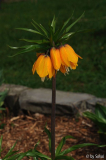 Frit_ imperialis Striped Beauty 20130426