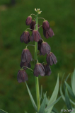 Frit_ persica 20130426 (2).jpg