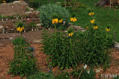 Frit_ imperialis lutea 20130426.jpg