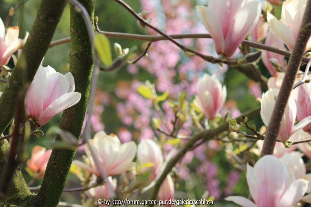 Magnolie, Prunus persica