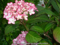 Hydrangea macr. namenlos Mirai?