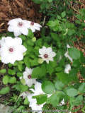 Clematis2006.jpg