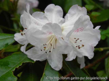 Rhodo coeloneuron