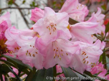 Rhodo balfourianum