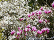 Magnolien 'Pinkie' und 'Merrill'