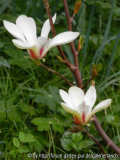 Magnolie 'Sunrise'