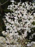 Magnolia 'Wada's Memory'
