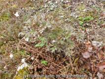Strauchpfingstrose 1