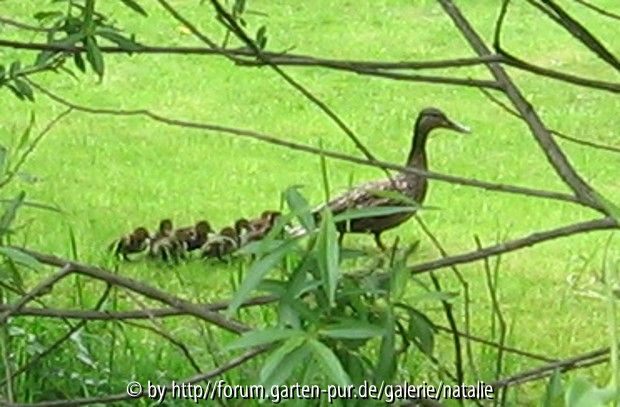 Entenfamilie auf Durchreise