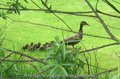 Entenfamilie auf Durchreise