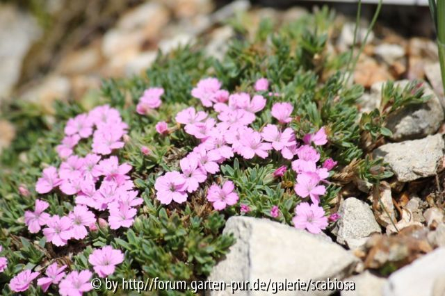 Dianthus ?