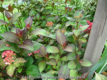 H. macr. 'Mirai' ?, Blattfarbe