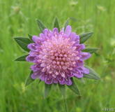 Ackerwitwenkraut