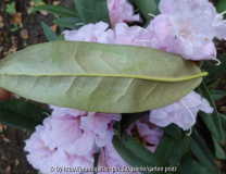 Rhododendron makinoi id leaf underside