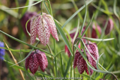 Fritillaria meleagris April 2013, rot