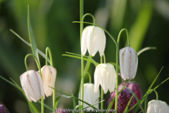Fritillaria meleagris alba