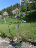 Sämlg_F_R_blau ganz.jpg
