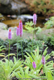 Primula vialii