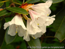Rhodo pseudoyanthinum