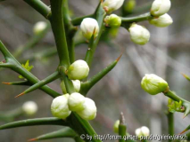 Poncirus trifoliata