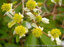 Parriotiopsis jaqu.