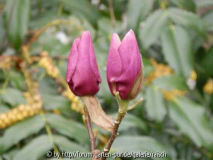 Magnolie 'Cleopatra'