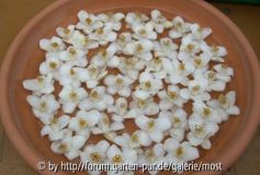Longicarpa in wasserschale.jpg